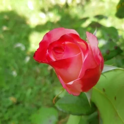 WILLEMSE FRANCE - Rosier buisson nostalgie ® - la pièce en racine nue / 3+ branches, vendu par lot de 2