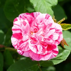 WILLEMSE FRANCE - Rosier botanique ferdinand pichard - la pièce en racine nue / 2+ branches