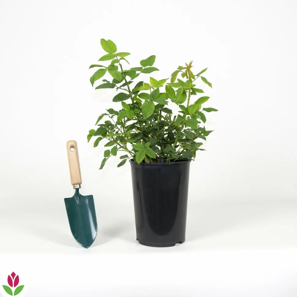 WILLEMSE FRANCE - Rosier botanique ferdinand pichard - la pièce en racine nue / 2+ branches