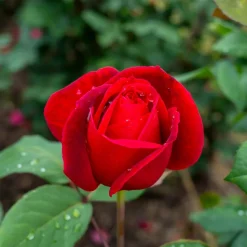 WILLEMSE FRANCE - Rosier buisson mr lincoln - la motte / 3+ branches