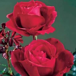 WILLEMSE FRANCE - Rosier buisson mr lincoln - la motte / 3+ branches