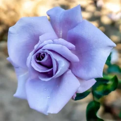 WILLEMSE FRANCE - Rosier buisson lune bleue - la pièce en racine nue / 3+ branches