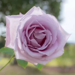 WILLEMSE FRANCE - Rosier buisson lune bleue - la pièce en racine nue / 3+ branches