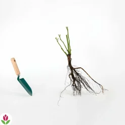 WILLEMSE FRANCE - Rosier buisson famosa - la motte / 3+ branches, vendu par lot de 2