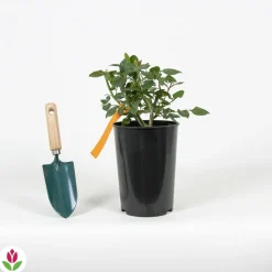 WILLEMSE FRANCE - Rosier buisson black baccara ® meidebenne - la pièce en racine nue / 3+ branches, vendu par lot de 2