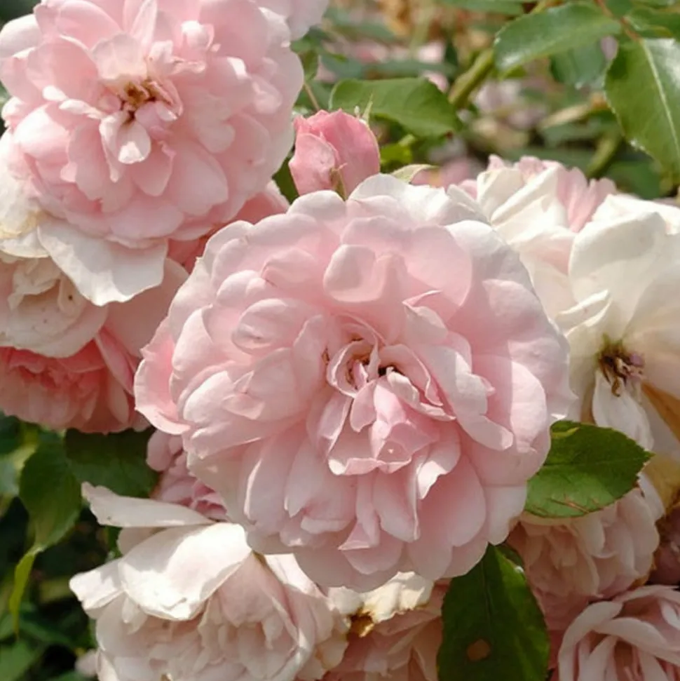 WILLEMSE FRANCE - Rosier bonica 82® - la pièce en racine nue / 3+ branches