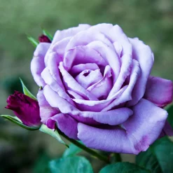 WILLEMSE FRANCE - Rosier buisson violet - la pièce en racine nue / 2+ branches, vendu par lot de 2