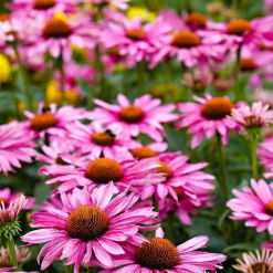 WILLEMSE FRANCE - Rosier buisson violet - la pièce en racine nue / 2+ branches, vendu par lot de 2