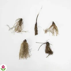 WILLEMSE FRANCE - Rosier buisson violet - la pièce en racine nue / 2+ branches, vendu par lot de 2