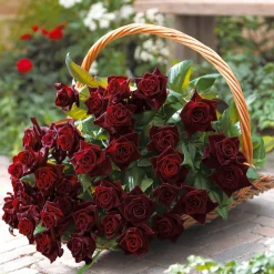 WILLEMSE FRANCE - Rosier buisson black baccara ® meidebenne - la motte / 3+ branches, vendu par lot de 2