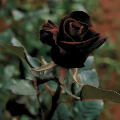 WILLEMSE FRANCE - Rosier buisson black baccara ® meidebenne - la motte / 3+ branches, vendu par lot de 2