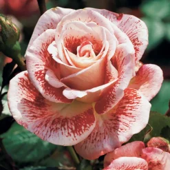 WILLEMSE FRANCE - Rosier buisson famosa - la pièce en racine nue / 3+ branches