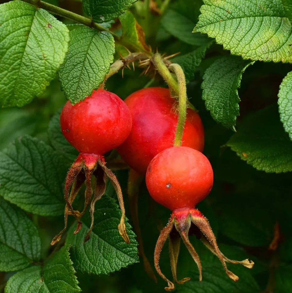 WILLEMSE FRANCE - Rosier botanique hansa - la pièce en racine nue / 2 branches, vendu par lot de 2