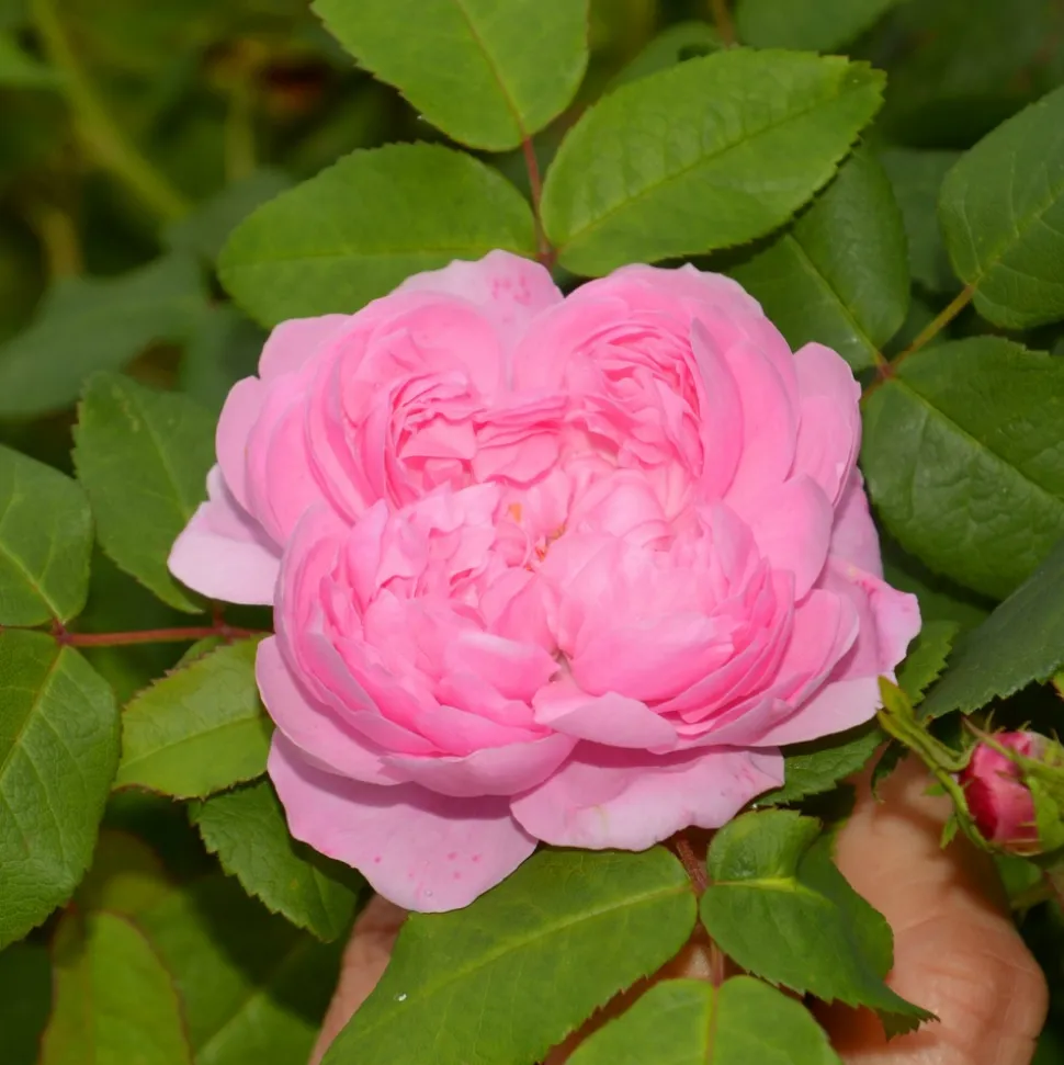 WILLEMSE FRANCE - Rosier comte de chambord - la pièce en racine nue / 3+ branches
