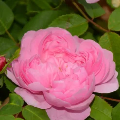 WILLEMSE FRANCE - Rosier comte de chambord - la pièce en racine nue / 3+ branches