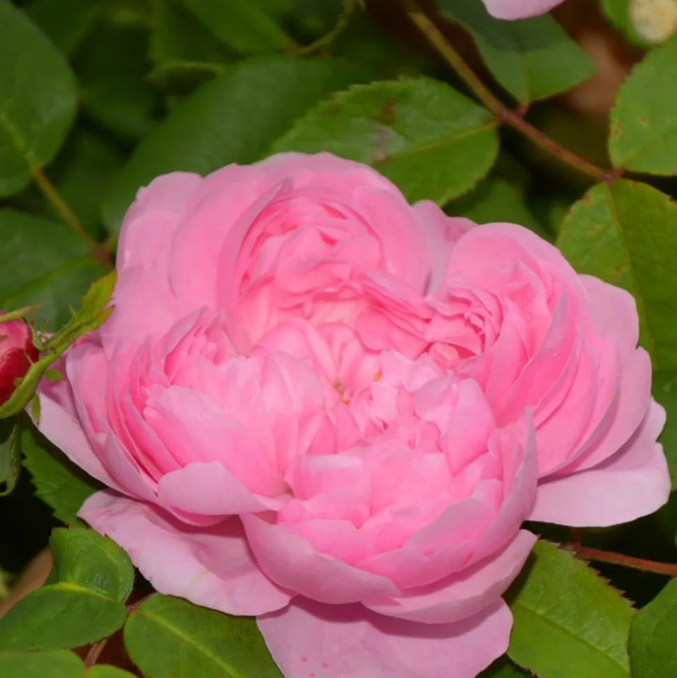 WILLEMSE FRANCE - Rosier comte de chambord - la pièce en racine nue / 3+ branches