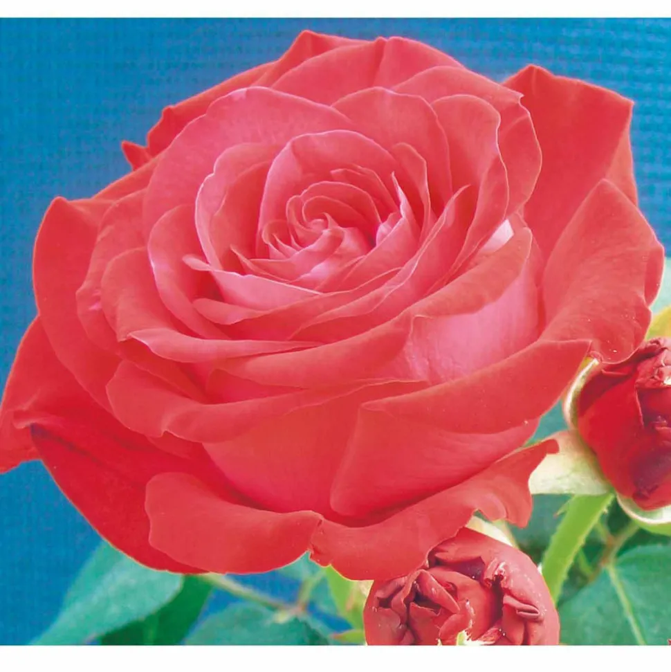 WILLEMSE FRANCE - Rosier des îles dominica ® intercomdoor - la pièce en racine nue / 3+ branches