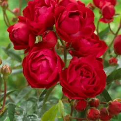 WILLEMSE FRANCE - Rosier fête des mères - le pot / 3l / hauteur livrée 15-40cm