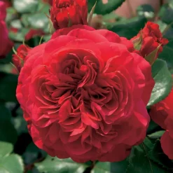 WILLEMSE FRANCE - Rosier floribunda red leonardo da vinci ® meiangele - la pièce en racine nue / 3+ branches