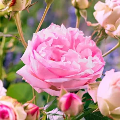 WILLEMSE FRANCE - Rosier floribunda leonardo da vinci ® medeauri - la pièce en racine nue / 3+ branches