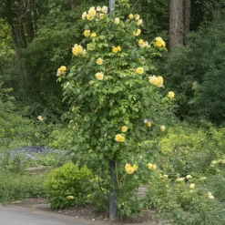 WILLEMSE FRANCE - Rosier grimpant golden gate ® korgolgat - la pièce en racine nue / 3 branches, vendu par lot de 2