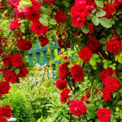 WILLEMSE FRANCE - Rosier grimpant musimara - la pièce en racine nue / 3 branches, vendu par lot de 2