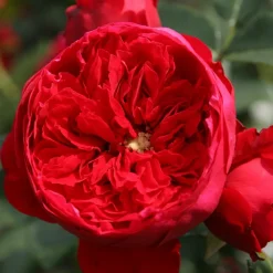 WILLEMSE FRANCE - Rosier grimpant florentina ® - le pot / 4l / hauteur livrée 15-40cm