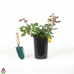 WILLEMSE FRANCE - Rosier grimpant florentina ® - le pot / 4l / hauteur livrée 15-40cm