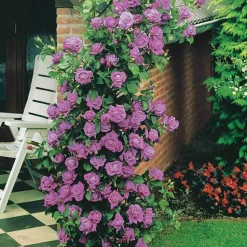 WILLEMSE FRANCE - Rosier grimpant indigoletta - la pièce en racine nue / 3 branches, vendu par lot de 2