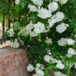 WILLEMSE FRANCE - Rosier grimpant blanc - la pièce en racine nue / 2+ branches, vendu par lot de 2