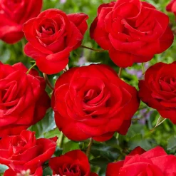 WILLEMSE FRANCE - Rosier grimpant santana ® - la pièce en racine nue / 3 branches