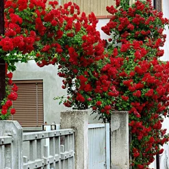 WILLEMSE FRANCE - Rosier grimpant santana ® - la pièce en racine nue / 3 branches