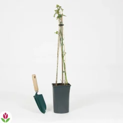 WILLEMSE FRANCE - Rosier grimpant crazy in love rouge - le pot / ø 15cm / hauteur livrée 40-50cm