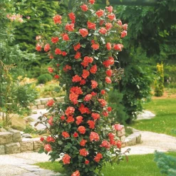 WILLEMSE FRANCE - Rosier grimpant métanoïa - la pièce en racine nue / 3 branches