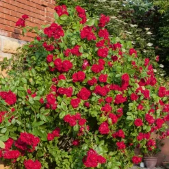 WILLEMSE FRANCE - Rosier grimpant rouge - la pièce en racine nue / 2 branches, vendu par lot de 2