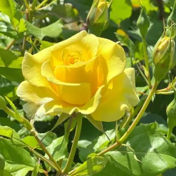 WILLEMSE FRANCE - Rosier grimpant jaune - la pièce en racine nue / 2+ branches, vendu par lot de 2