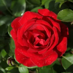 WILLEMSE FRANCE - Rosier grimpant santana ® - la pièce en racine nue / 3 branches, vendu par lot de 2