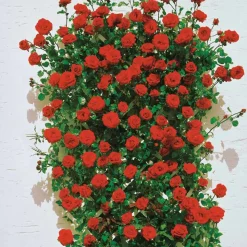 WILLEMSE FRANCE - Rosier grimpant santana ® - la pièce en racine nue / 3 branches, vendu par lot de 2