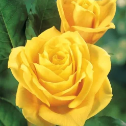 WILLEMSE FRANCE - Rosier hadangel - la pièce en racine nue / 3+ branches, vendu par lot de 2