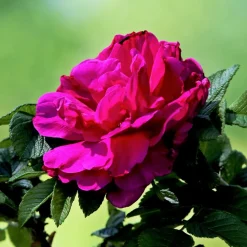 WILLEMSE FRANCE - Rosier hansa - le pot / 4l / hauteur livrée 15-40cm