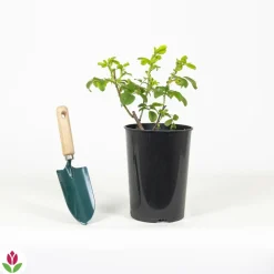 WILLEMSE FRANCE - Rosier hansa - le pot / 4l / hauteur livrée 15-40cm