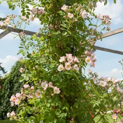 WILLEMSE FRANCE - Rosier liane kew rambler - le pot / 4l / hauteur livrée 15-40cm