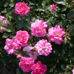 WILLEMSE FRANCE - Rosier mirato - le pot / 3l / hauteur livrée 15-40cm