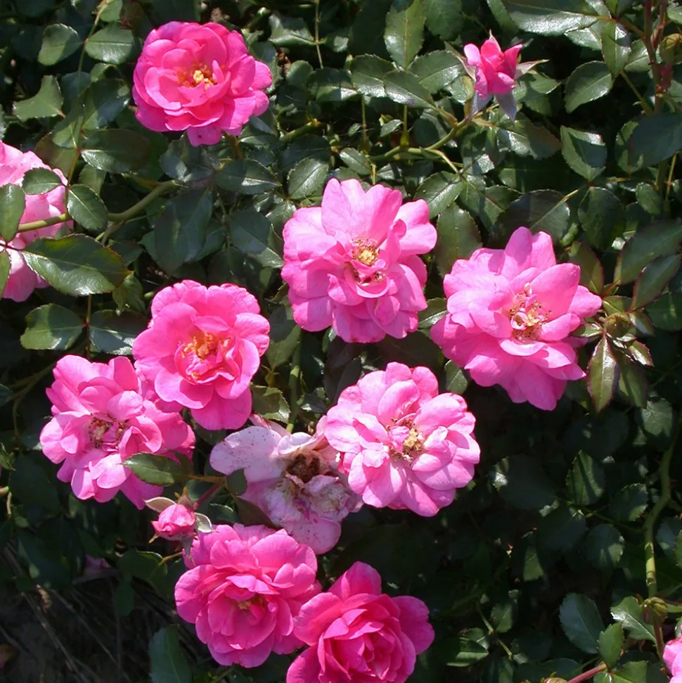 WILLEMSE FRANCE - Rosier mirato - le pot / 3l / hauteur livrée 15-40cm