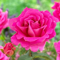 WILLEMSE FRANCE - Rosier pink perfume - la pièce en racine nue / 3+ branches, vendu par lot de 2