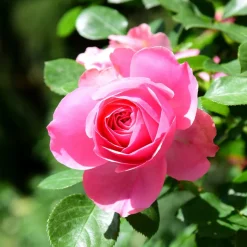 WILLEMSE FRANCE - Rosier pink perfume - la pièce en racine nue / 3+ branches, vendu par lot de 2