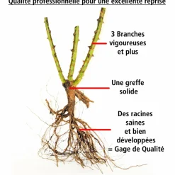 WILLEMSE FRANCE - Rosier pink perfume - la pièce en racine nue / 3+ branches