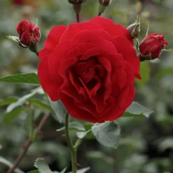 WILLEMSE FRANCE - Rosier sympathie ® - le pot / 4l / hauteur livrée 15-40cm