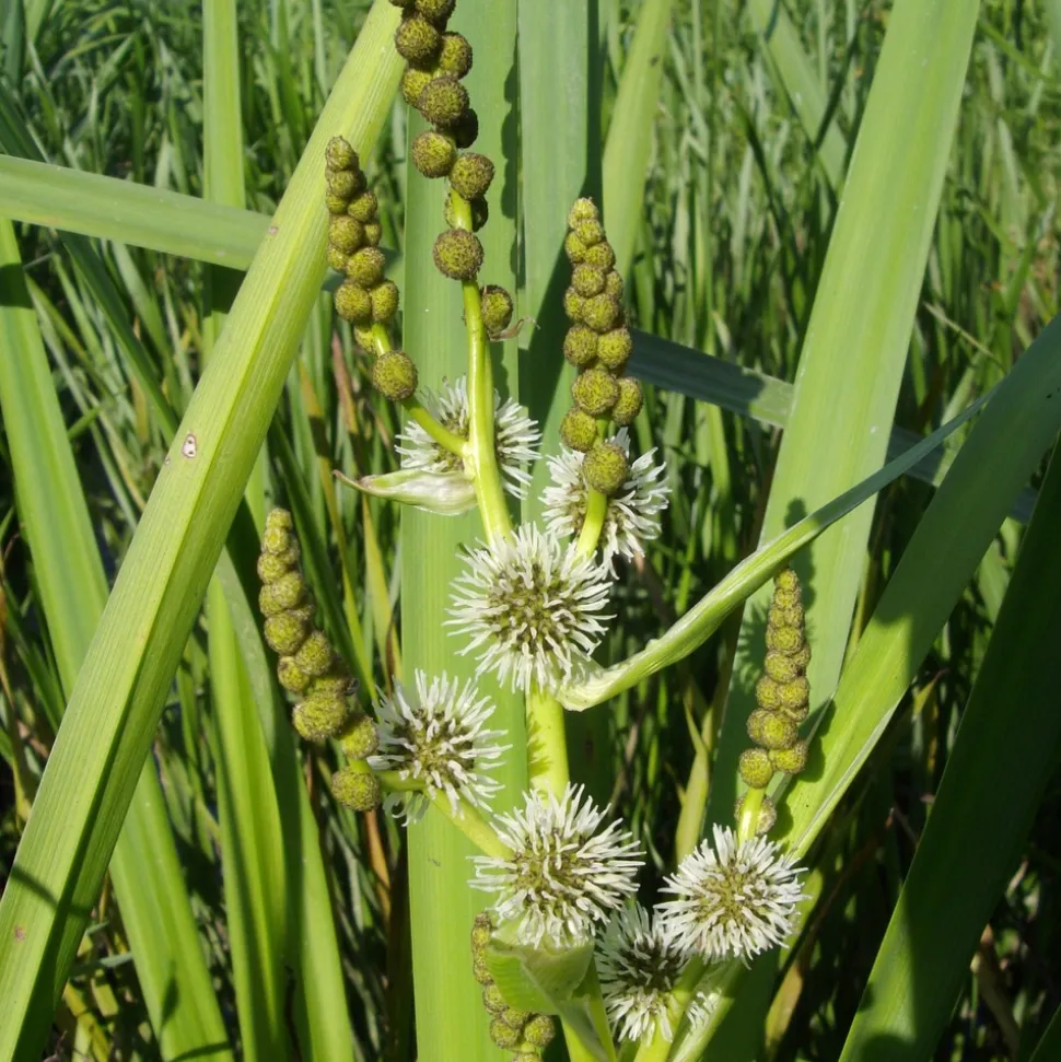 WILLEMSE FRANCE - Rubanier d'eau - le pot / ø 9cm