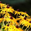 WILLEMSE FRANCE - Rudbeckia goldsturm - le pot / ø 9cm, vendu par lot de 2